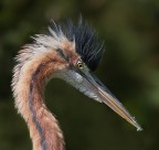 Ritratto di airone rosso Ritratto di airone rosso