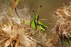 Cavalletta di montagna Cavalletta di montagna