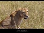 Commenti e consigli sono sempre ben accetti

Canon D MK IV + Canon 300 mm

iso 250 tv 1/800 av 7.1 Masai Mara - Kenya