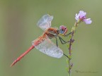 Sympetrum fonscolombii maschio Sympetrum fonscolombii maschio