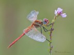 Nikon D300s, Tamron SP 180mm f/3.5 Di LD Macro, 1/10 f/14.0, ISO 400, treppiede.  scatto remoto, alzata specchio, plamp,treppiede,pannellini
[url=http://imageshack.us/a/img713/8769/sympetrumfonscolombiima.jpg] foto in alta risoluzione [/url]