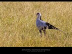 Serpentario