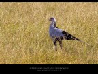 Commenti e consigli sono sempre ben accetti.

Canon D MK IV + Canon 300 mm

iso 400 tv 1/250 av 14.0 Masai Mara - Kenya