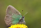 Callophrys Rubi ... Callophrys Rubi ...
