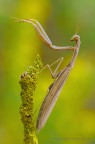 Mantide religiosa (Mantis religiosa Linnaeus, 1758) Mantide religiosa (Mantis religiosa Linnaeus, 1758)
