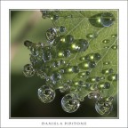 Perle di rugiada Perle di rugiada