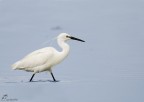 Garzetta - Egret Garzetta - Egret