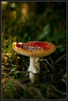 Amanita muscaria Amanita muscaria