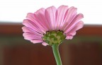 Fiore Fiore