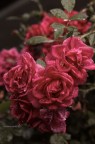 Fiori Fiori