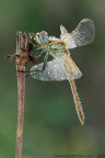 Sympetrum fonscolombii (Slys, 1840)

www.rossidaniele.com

Canon EOS 7D + Sigma 180mm f/3.5 EX DG HSM Macro
f16 - 1/6 - ISO 100
09.09.2012 ore 7.47
Suggerimenti e critiche sempre ben accetti
[url=http://www.rossidaniele.com/HR/_MG_3181copia-mdc-1500.jpg]Versione HR[/url]