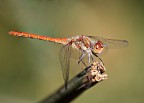 Sympetrum sanguineum 2 Sympetrum sanguineum 2