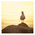 Timidezza ed eleganza ... Timidezza ed eleganza ...