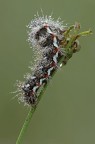 Acronicta Rumicis Acronicta Rumicis