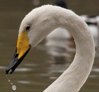 Ritratto di Cigno Selvatico Ritratto di Cigno Selvatico
