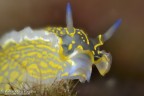 Hypselodoris picta Hypselodoris picta