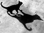 Ombra Felina Ombra Felina