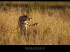 Commenti e consigli sono sempre ben accetti.

Canon D MK IV + Canon 300 mm

iso 400 tv 1/2000 av 3.2 Masai Mara - Kenya