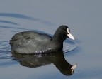 Fulica Atra (La fologa) Fulica Atra (La fologa)