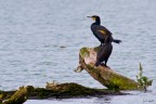 Cormorano (phalacrocorax carbo) Cormorano (phalacrocorax carbo)
