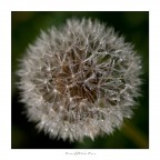 volerò al primo soffio di vento volerò al primo soffio di vento