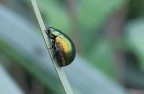 Crysolina Herbacea... Crysolina Herbacea...