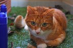 gatto