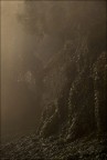 Fitzcarraldo