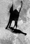 L' Ombra Elegante L' Ombra Elegante