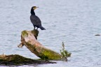 cormorano (phalacrocorax carbo) cormorano (phalacrocorax carbo)