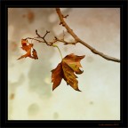 The Beauty of Fall... The Beauty of Fall...