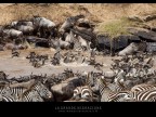 Commenti e consigli sono sempre ben accetti.

Canon D MK IV +Canon 300 mm

iso 400 tv 1/500 av 10.0 Masai Mara - Kenya