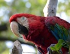 Pappagallo Ara Pappagallo Ara