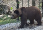 Orso Pensieroso. Orso Pensieroso.