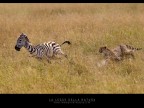 Commenti e consigli sono sempre ben accetti.

Canon D MK IV + Canon 300 mm

iso 400 tv 1/1000 av 7.1  Masai Mara - Kenya