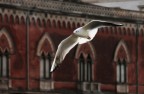 gabbiano in volo...