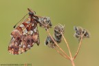 Boloria (Clossiana) dia (Linnaeus, 1767) Boloria (Clossiana) dia (Linnaeus, 1767)