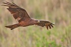 Nibbio bruno Nibbio bruno