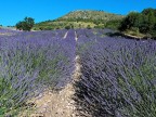 Provenza # 8 - Lavanda Provenza # 8 - Lavanda
