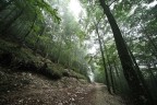 In the forest In the forest