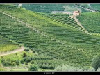 Vigneti # 3 Vigneti # 3