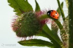 Ladybug 3 Ladybug 3