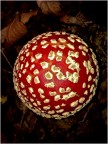 amanita muscaria...