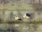 un'interpretazione naturalistica: le cicogne un'interpretazione naturalistica: le cicogne