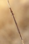 Creoleon plumbeus,maschio