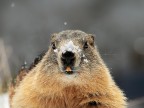 Marmotta # 8 Marmotta # 8