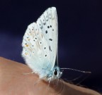 Le fate - un piccolo miracolo Le fate - un piccolo miracolo