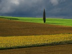 Tuscany Fields Tuscany Fields