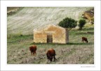campi di Sicilia campi di Sicilia