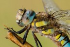 Aeshna mixta - full version Aeshna mixta - full version